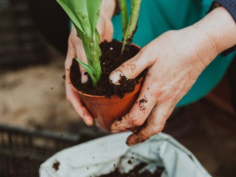 Best Plants to Buy in Fall - Plantology USA