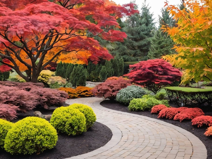 Best Shrubs For Fall Borders And Hedges Plantology USA best-shrubs-for-fall-borders-and-hedges-plantology-usa