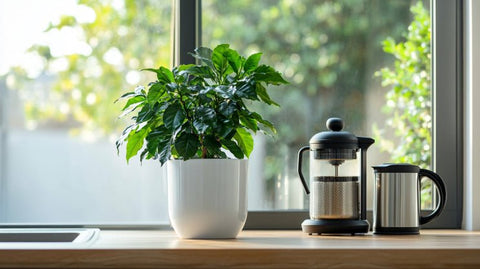 Coffee Plant Care Guide - Plantology USA