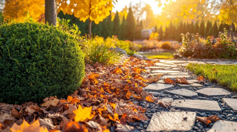 Creating a Fall Garden with Evergreen Shrubs - Plantology USA