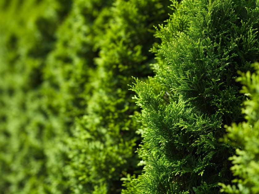 Fast Growing Florida Hedges Plantology USA fast-growing-florida-hedges-plantology-usa