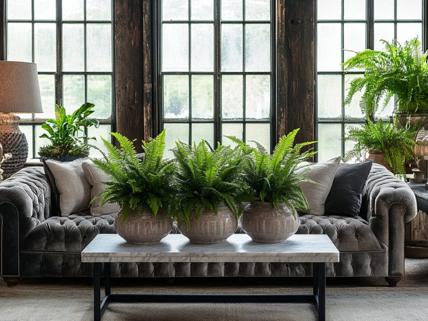 Ferns That Are Safe For Cats – Plantology USA