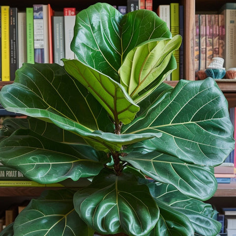 Fiddle Leaf Ficus Care: Your Complete Guide - Plantology USA