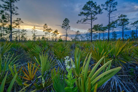 Florida Plants: Exploring the Beauty and Benefits - Plantology USA