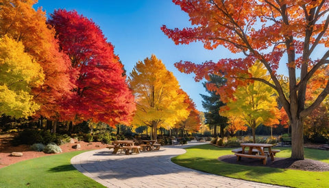 How to Add Fall Color with Black Tupelo Trees - Plantology USA