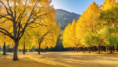 How to Add Fall Color with Goldenrain Trees - Plantology USA