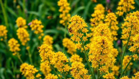 How to Plant and Care for Fall-Blooming Goldenrod - Plantology USA