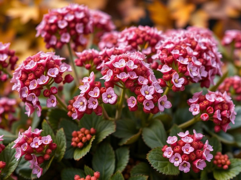 How to Plant and Care for Fall-Blooming Sedum – Plantology USA