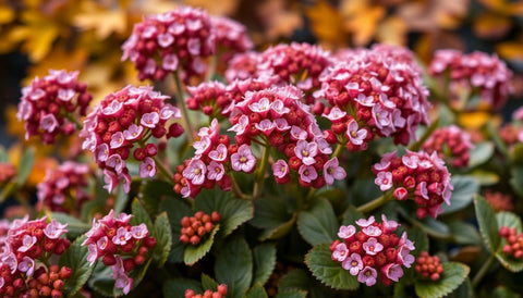 How to Plant and Care for Fall-Blooming Sedum - Plantology USA