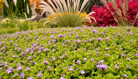 How to Use Creeping Thyme in Fall Landscapes - Plantology USA