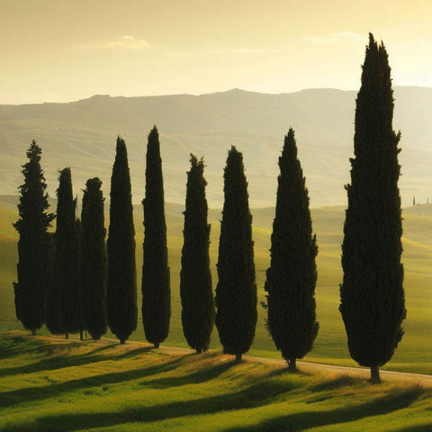 Italian Cypress: The Elegant Touch for Your Landscape - Plantology USA