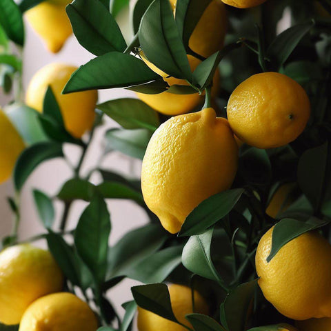 Meyer Lemon Tree - A Citrus Delight - Plantology USA