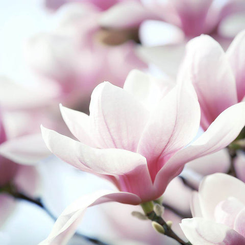 Multiply Your Magnolia Tree's Blooms: Magnolia flowers and Planting Tips - Plantology USA