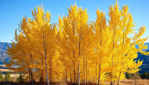 Planting Aspen Trees for a Golden Autumn - Plantology USA