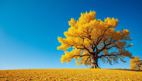 Planting Ginkgo Trees for Stunning Fall Foliage - Plantology USA