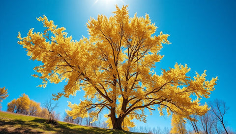 Planting Quaking Aspen for Stunning Fall Colors - Plantology USA