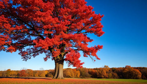 Planting Red Oaks for Brilliant Fall Foliage - Plantology USA