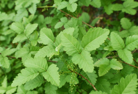 Poison Oak: Identification, Toxicity, Prevention, and Treatment - Plantology USA