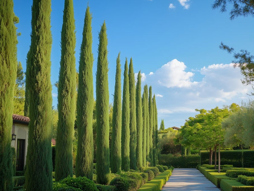 Privacy Forest Privacy Trees – Plantology USA
