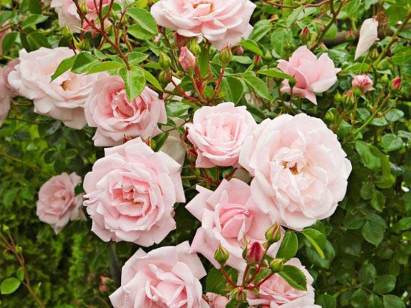 Rose Bush Spring Spring Guide: Trimming Rose Bushes for Healthy Blooms – Plantology USA
