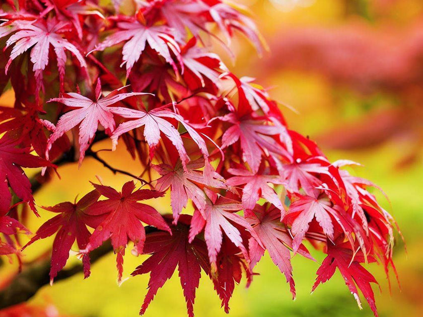 Japanese Maple: Nature's Majestic Beauty | Plantology – Plantology USA