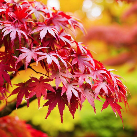 The Majestic Japanese Maple - Plantology USA