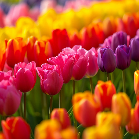 Tulip Planting: A Colorful Spring Journey of Joy. - Plantology USA