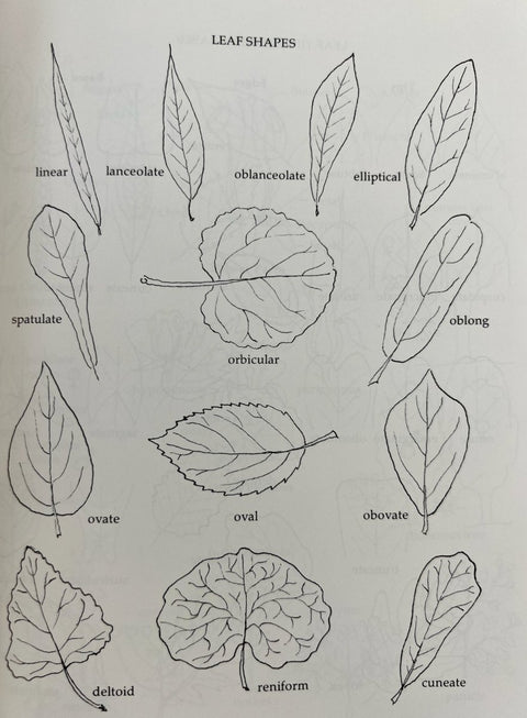 Types of Tree Leaves and Their Characteristics - Plantology USA
