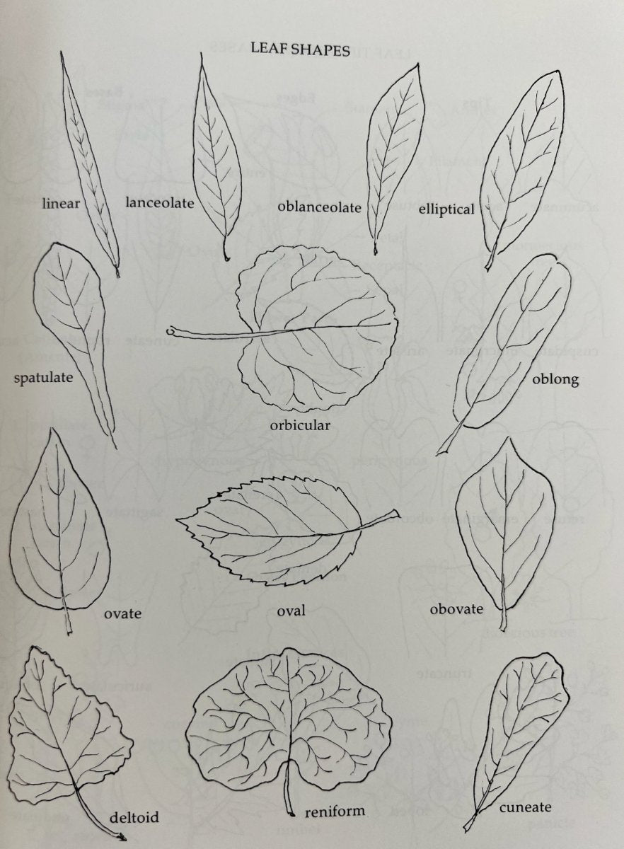Types Of Tree Leaves And Their Characteristics Plantology USA Types Of Tree Leaves And Their Characteristics Plantology USA