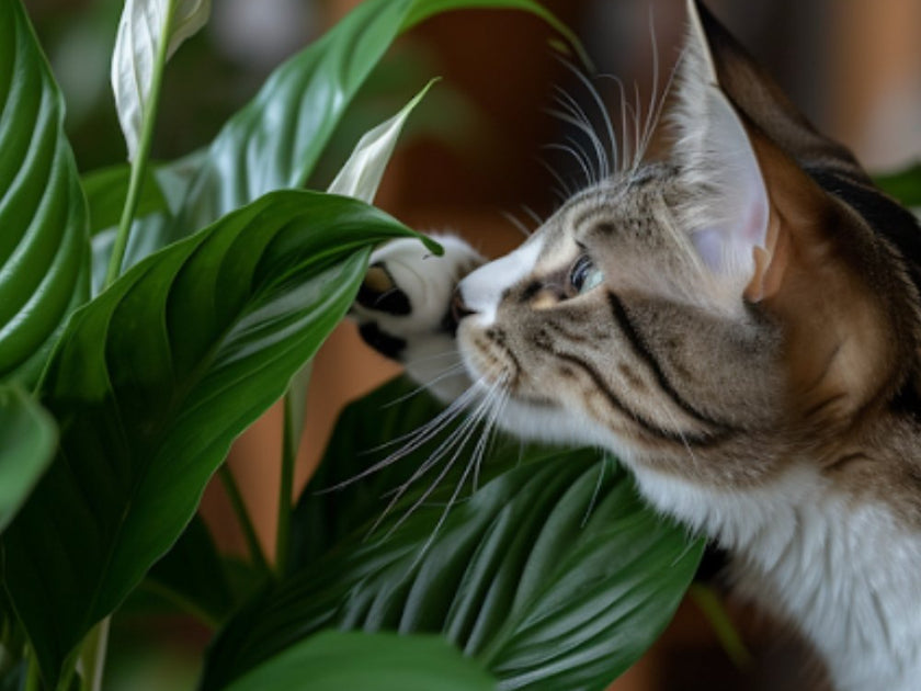 Understanding Peace Lilies' Impact on Cats PlantologyUSA