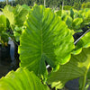 Alocasia