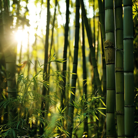 Bamboo Trees - PlantologyUSA