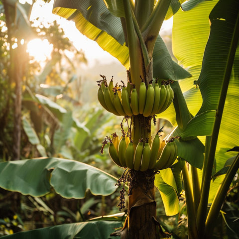 Banana Trees - PlantologyUSA