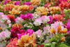 Bougainvillea Plants