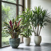 Dracaena Plants