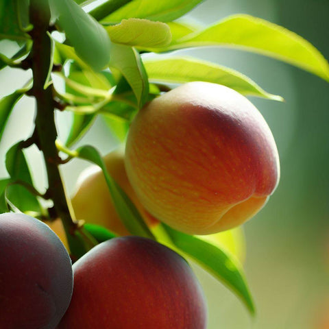 FRUIT TREES - PlantologyUSA