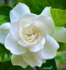 Gardenias