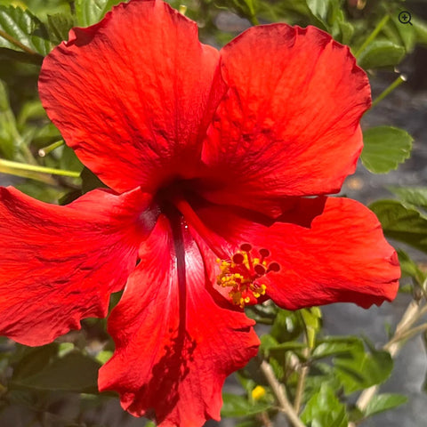 Hibiscus - PlantologyUSA