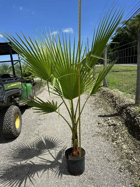 pistol palm plant Washingtonia Palm, Mexican Fan Palm (Washingtonia Robusta) – Plantology USA