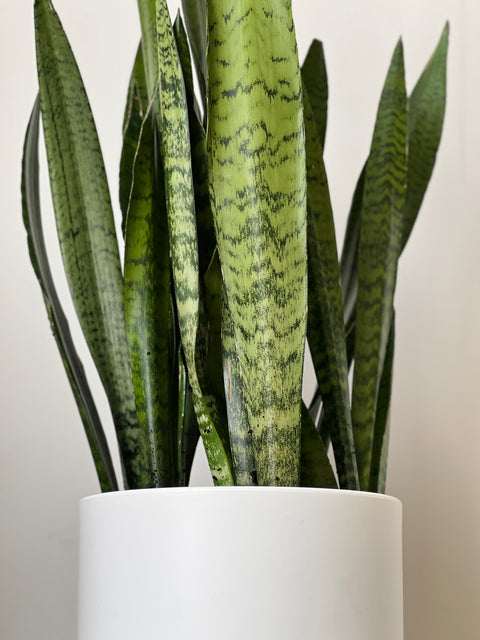 buy snake plant atlantic avenue Snake Plant (Sansevieria Zeylanica)
