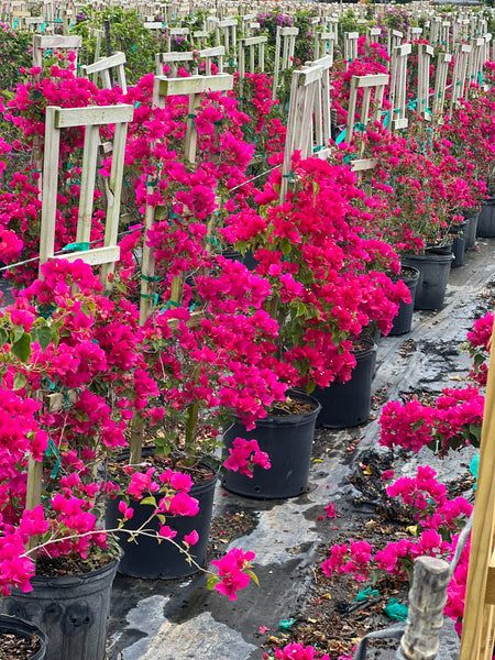 Bougainvillea Trellis Barbara Karst (Bougainvillea 'Barbara Karst')