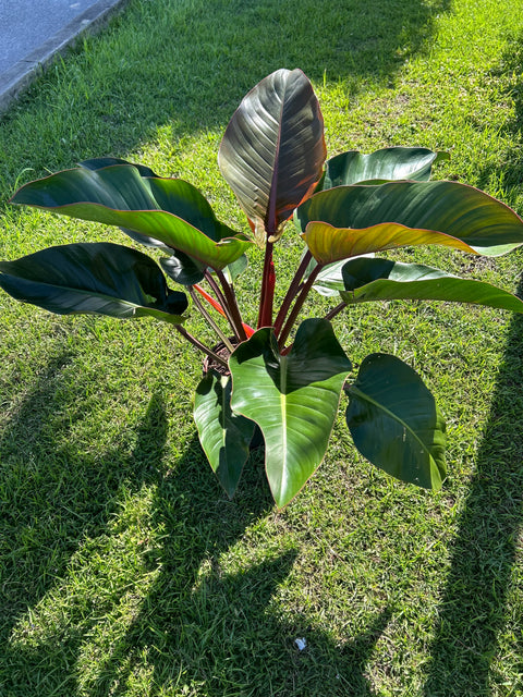 philodendron red baron Red Congo (Philodendron Burle Marx)
