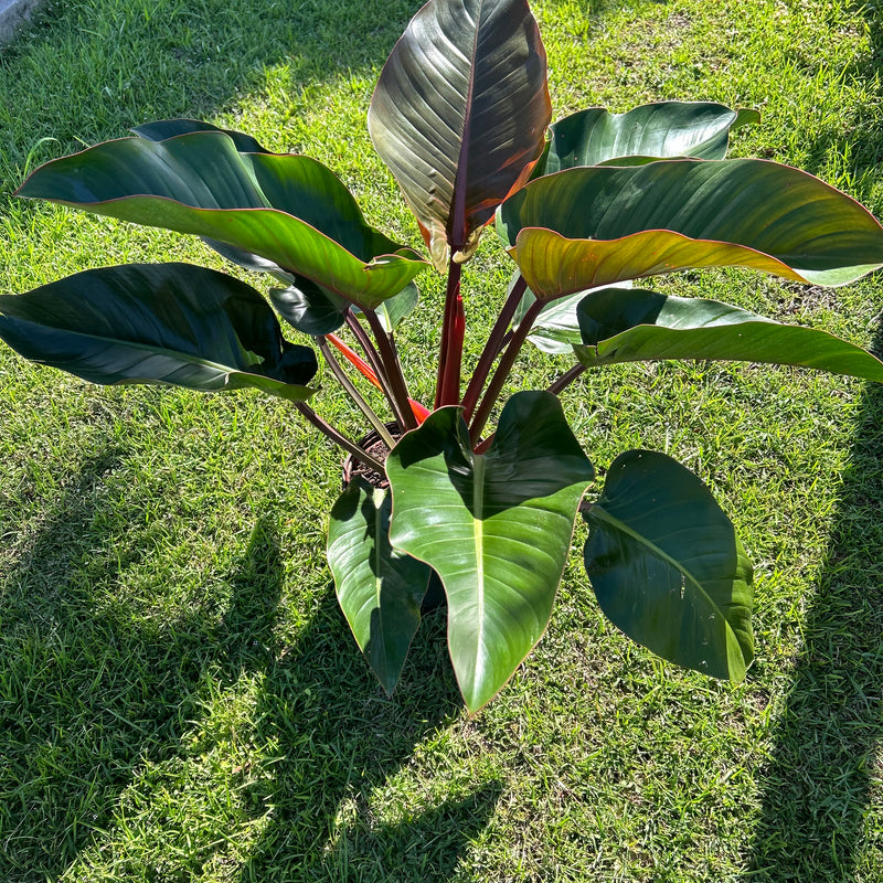 Red Congo (Philodendron Burle Marx)