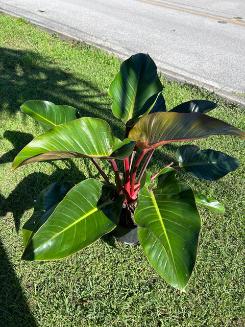 philodendron imperial red vs rojo congo Red Congo (Philodendron Burle Marx)