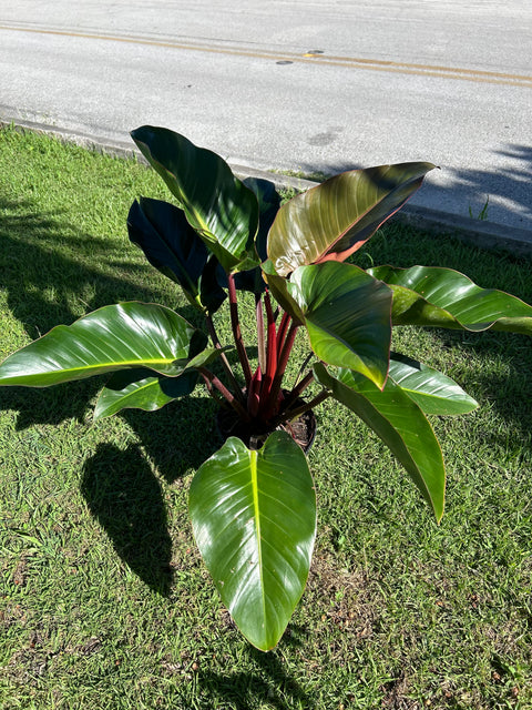 philodendron congo wiki Red Congo (Philodendron Burle Marx)