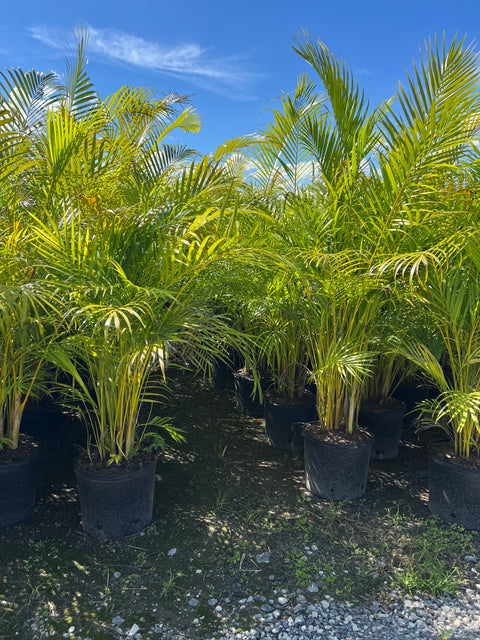 Areca Palm (Dypsis Lutescens)