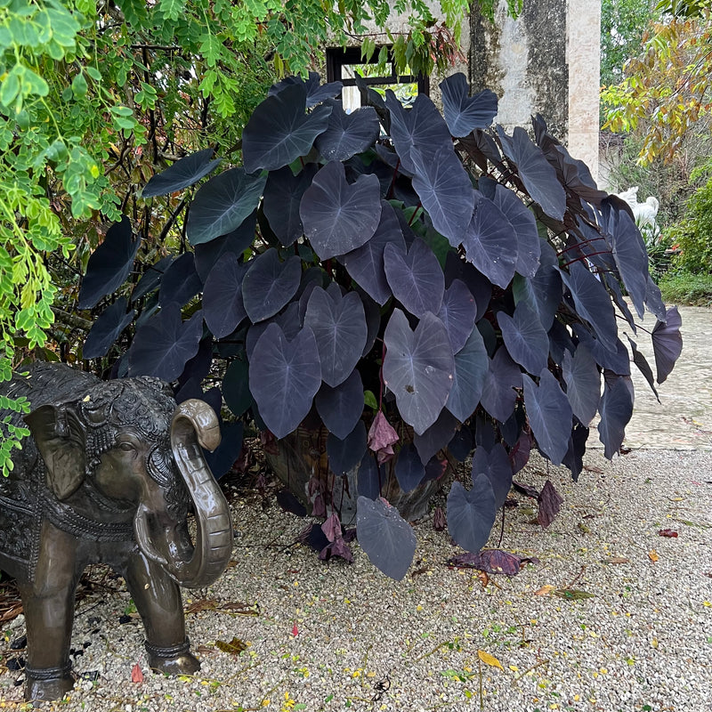 Colocasia Black Magic (Colocasia esculenta)