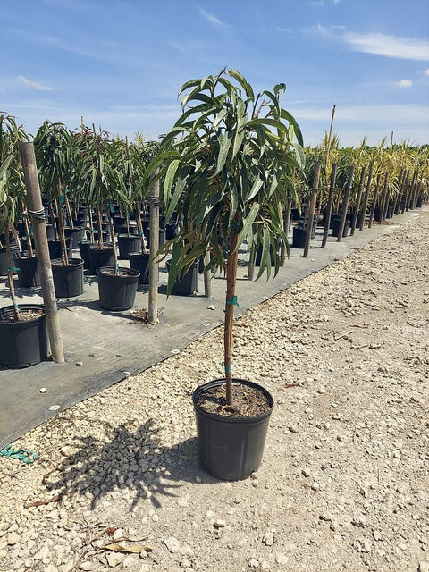Banana-leaf Ficus – Ficus ‘Alii’ (Ficus maclellandii ‘Alii’)