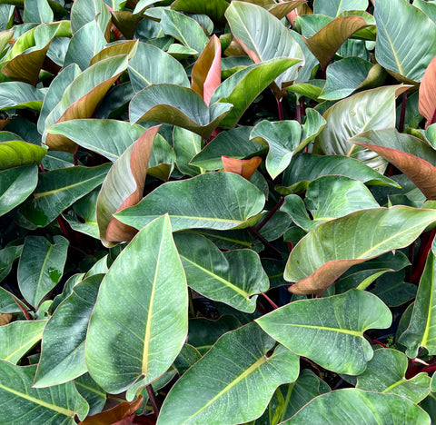 philodendron congo wiki Red Congo (Philodendron Burle Marx)