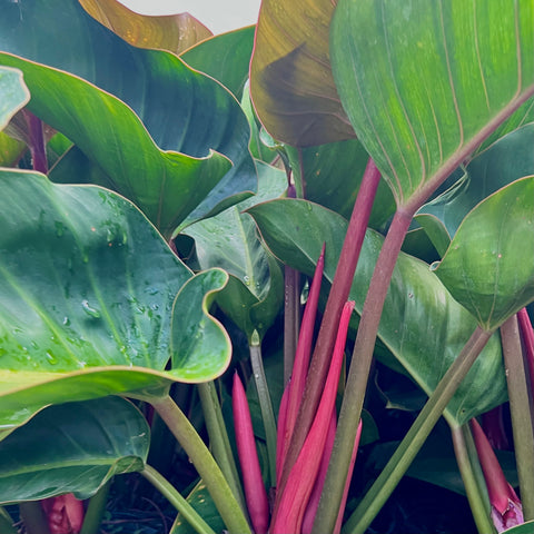 philodendron brasil red stem Red Congo (Philodendron Burle Marx)